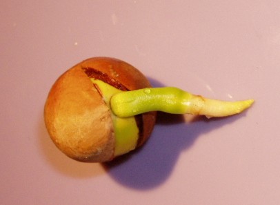 germe_cycas_panzhi.jpg